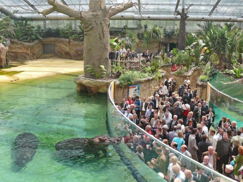 Flusspferd im Hippodom